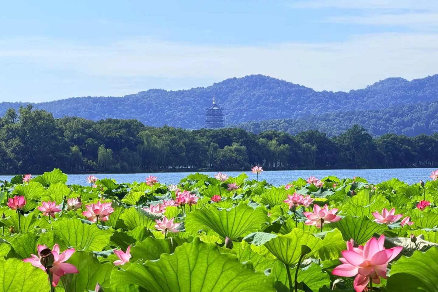 West Lake Hangzhou summer lotus flowers with Leifeng Pagoda in the distance