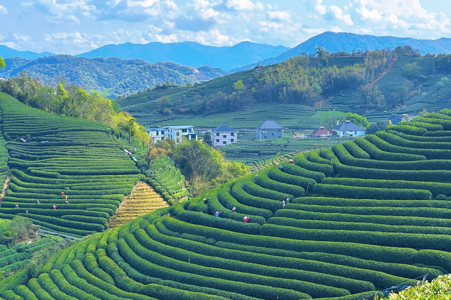 Longjing tea terraces near Hangzhou with terraced green tea bushes