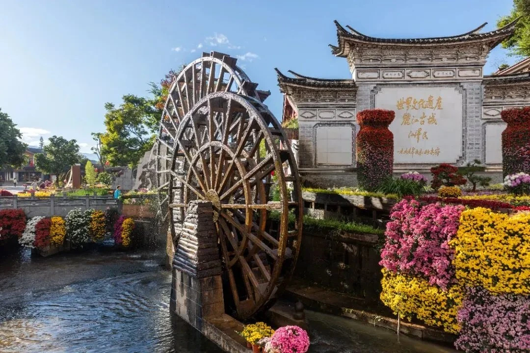 Large wooden waterwheel at Shuhe Old Town entrance with chrysanthemum flower display in foreground