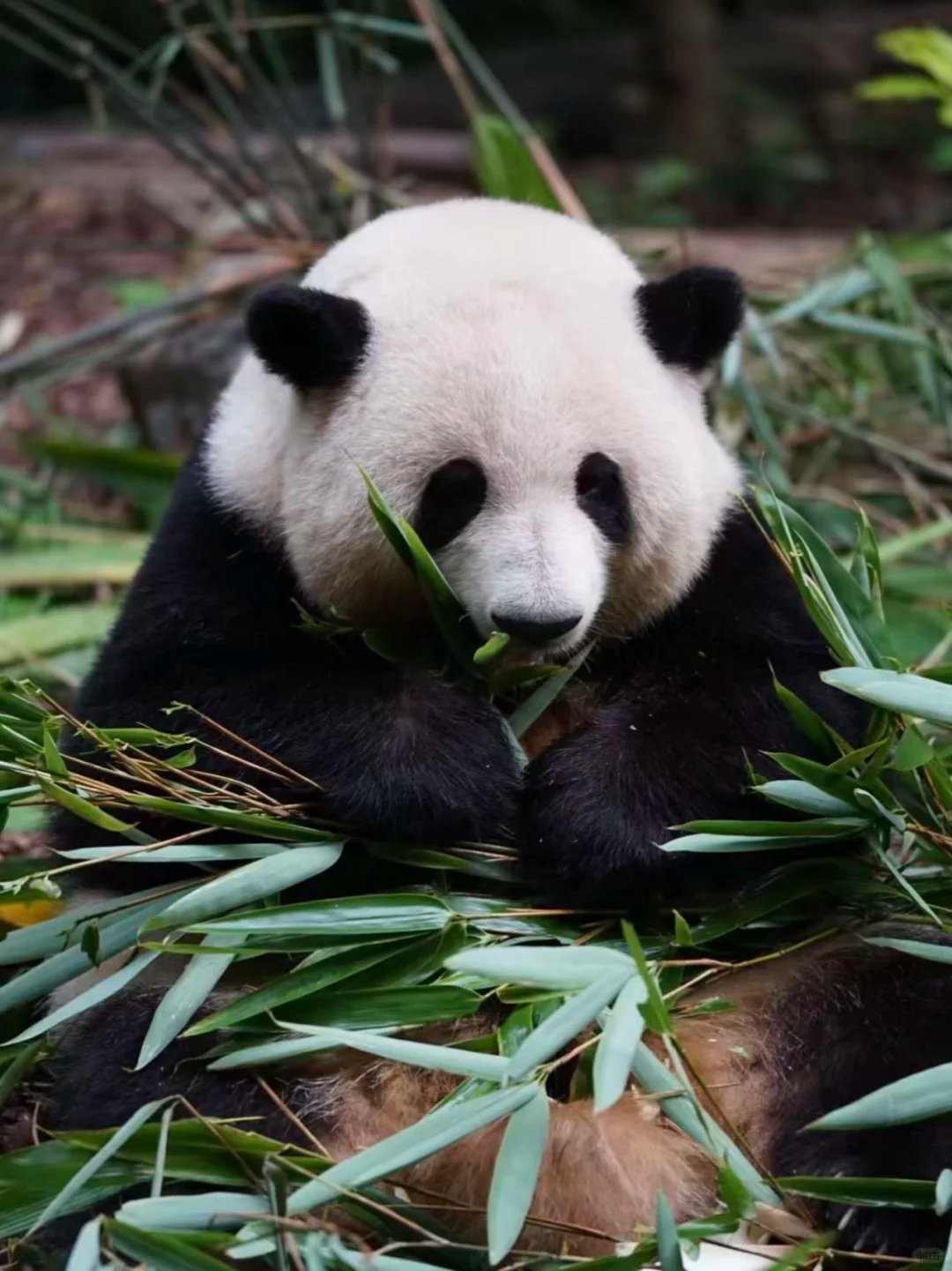 Chengdu