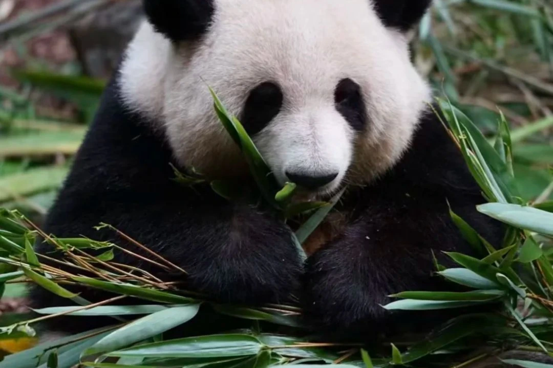 Giant panda eating bamboo at Chengdu Panda Base with visitors watching