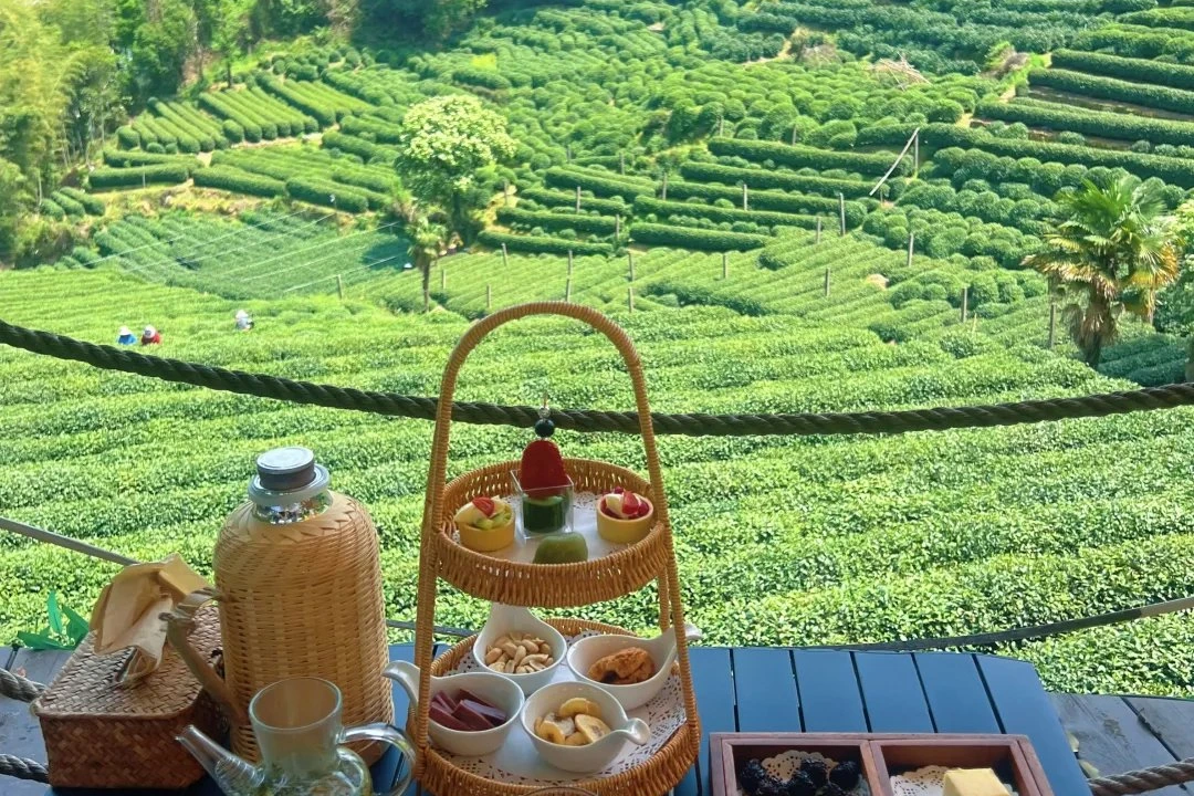 Terraced Longjing tea fields in the hills above Hangzhou